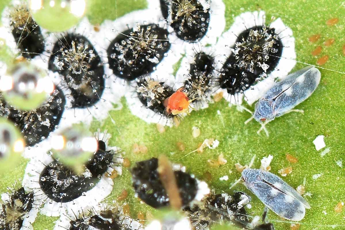 Aleyrodidae: Aleurocanthus spiniferus?  S, con stadi giovanili da det.